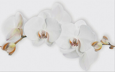 cersanit-dekor-marisol-white-inserto-flower-25x40-1771.jpg