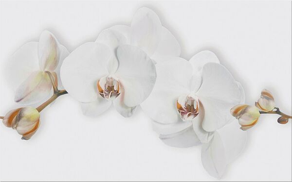 cersanit-dekor-marisol-white-inserto-flower-25x40-1771.jpg